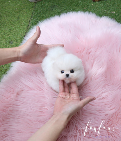 Bali - Pomeranian M.