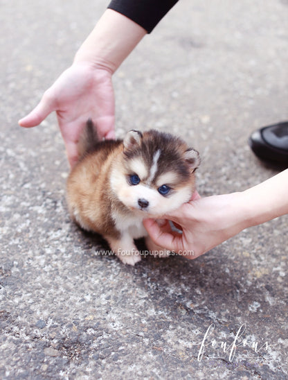 Tank - Pomsky M.