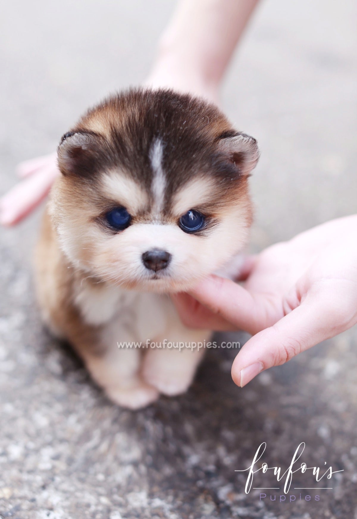 Tank - Pomsky M.