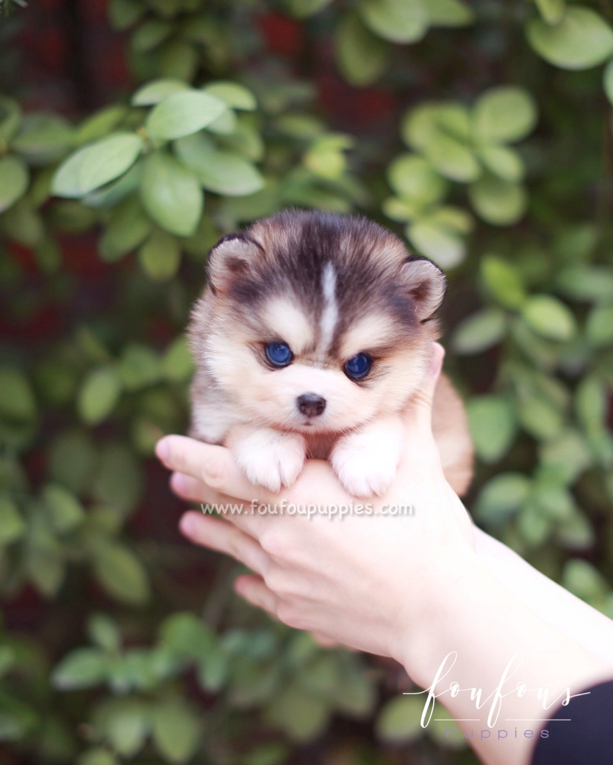 Tank - Pomsky M.