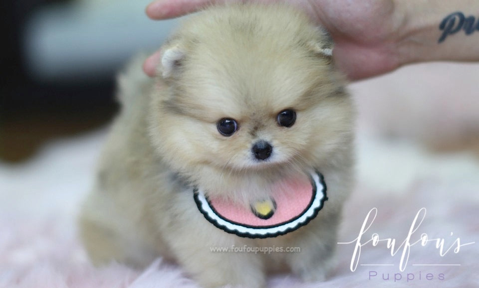 Gigi - Pomeranian F.