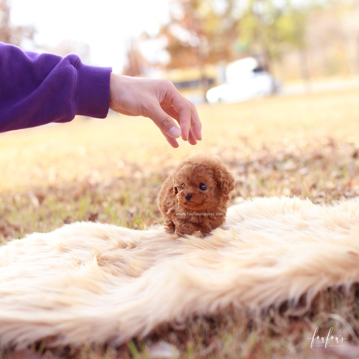 Celine - Poodle F.