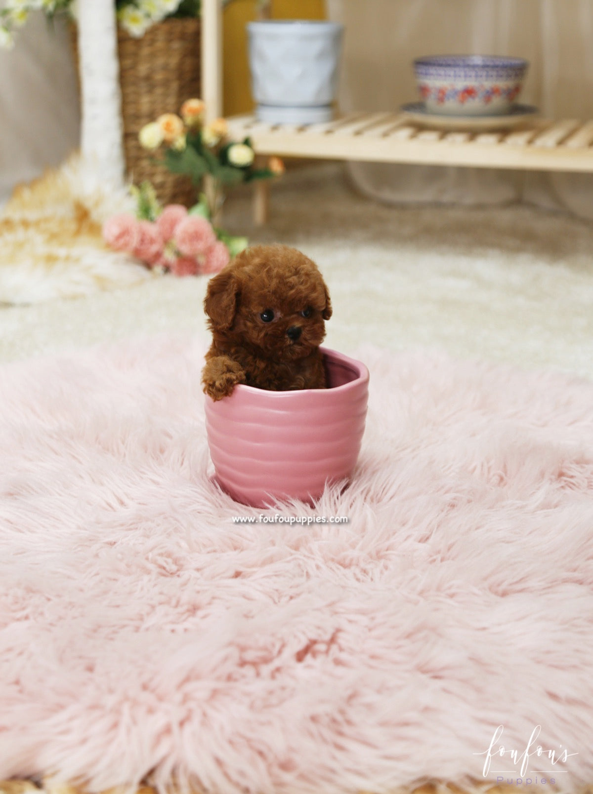 Rose - Poodle F.