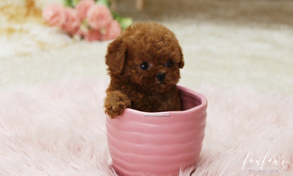 Rose - Poodle F. Foufou Puppies Rose - Poodle F. Foufou Puppies