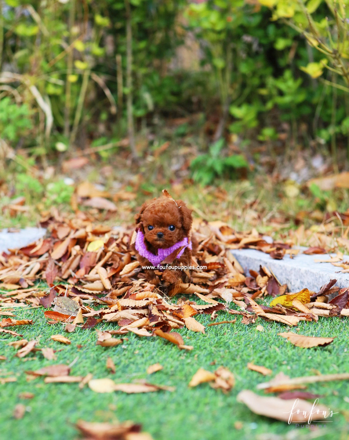 Rudolph - Poodle M.