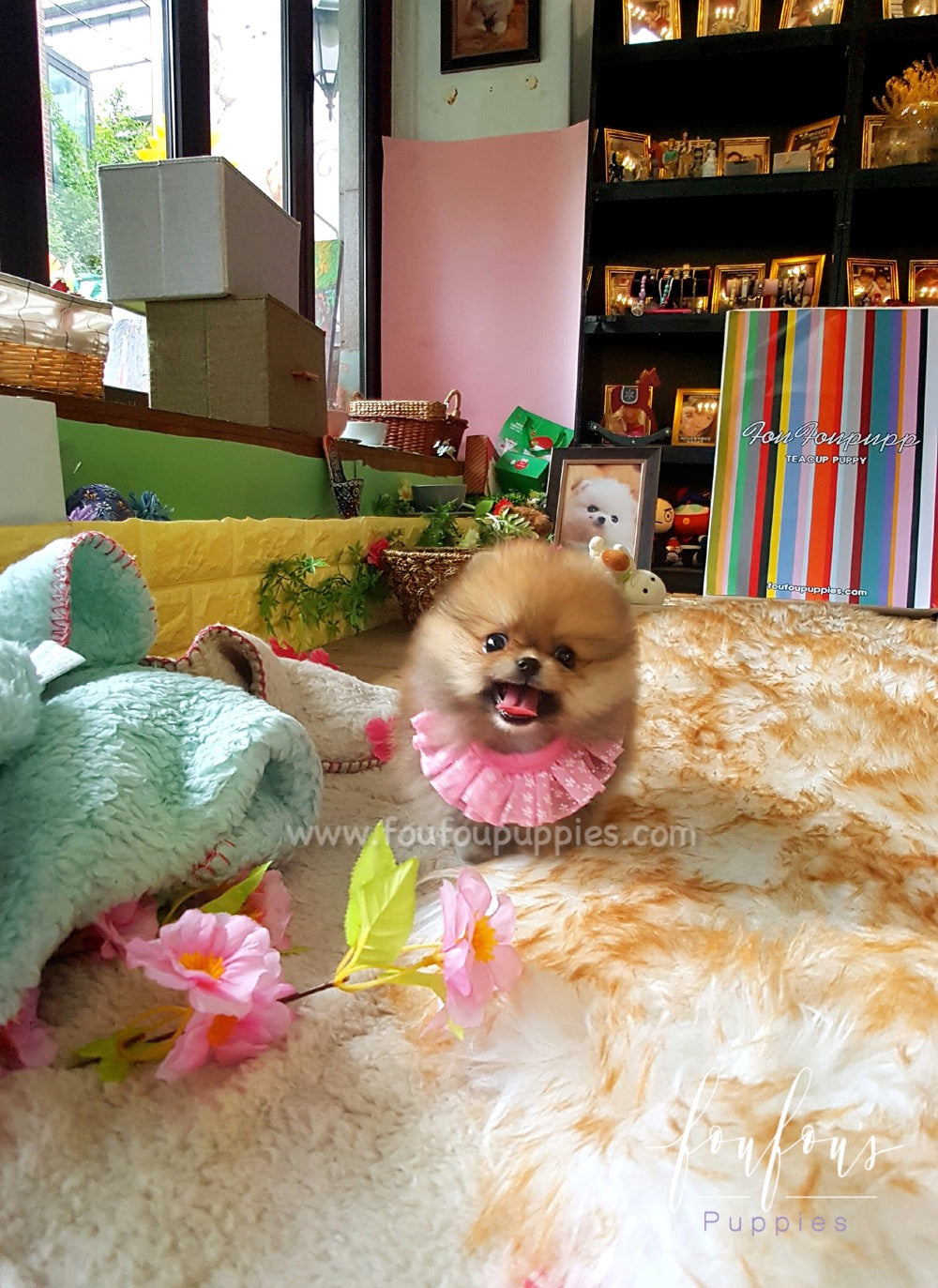 Louie - Pomeranian M.