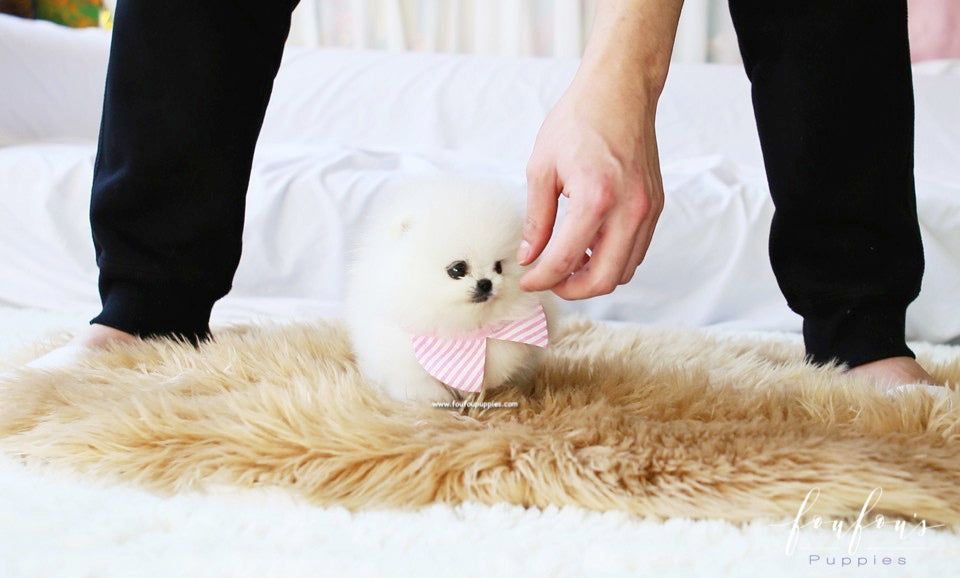 Snowbelle - Pomeranian F.