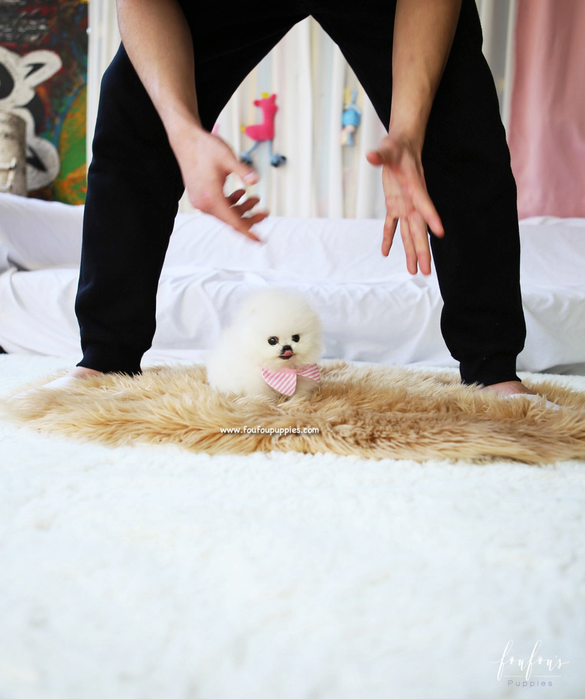 Snowbelle - Pomeranian F.