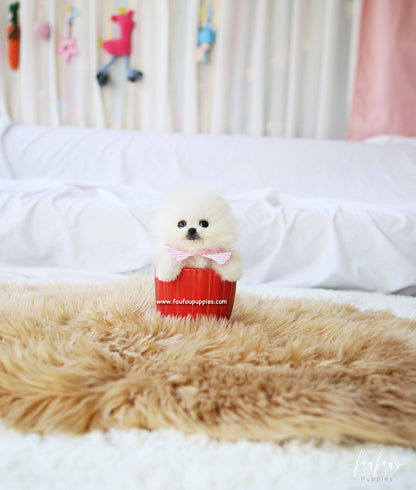 Snowbelle - Pomeranian F.