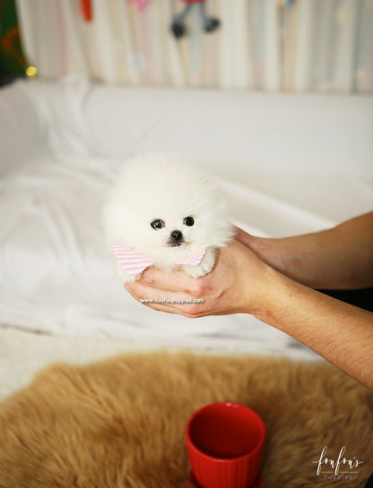 Snowbelle - Pomeranian F.