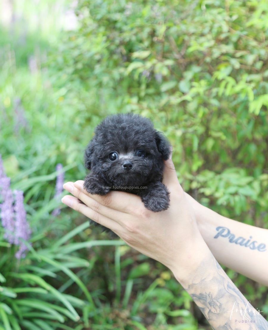 Dahlia - Poodle F.