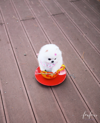 Gidget - Pomeranian F.