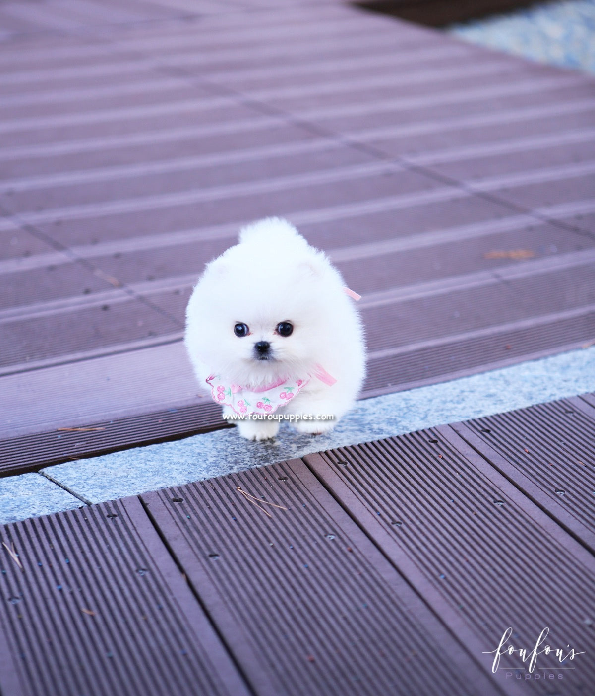 Gidget - Pomeranian F.