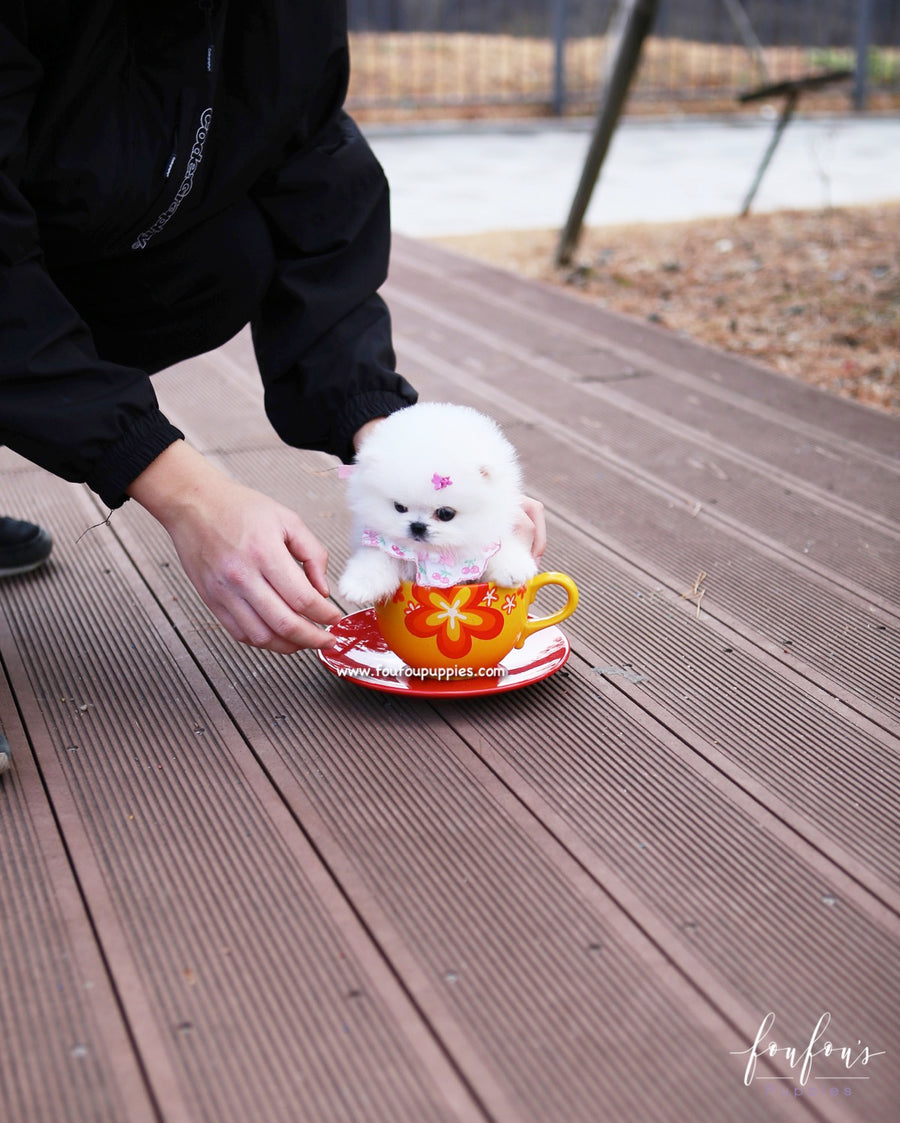 Gidget - Pomeranian F.