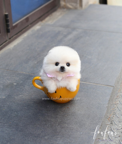 Willow - Pomeranian F.