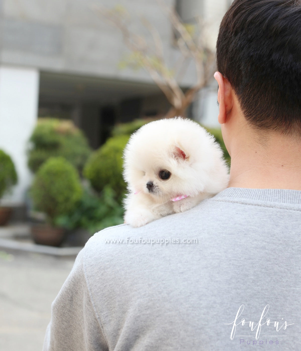 Willow - Pomeranian F.