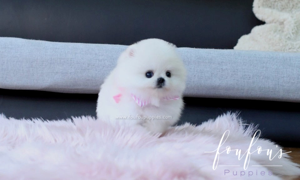 Willow - Pomeranian F.