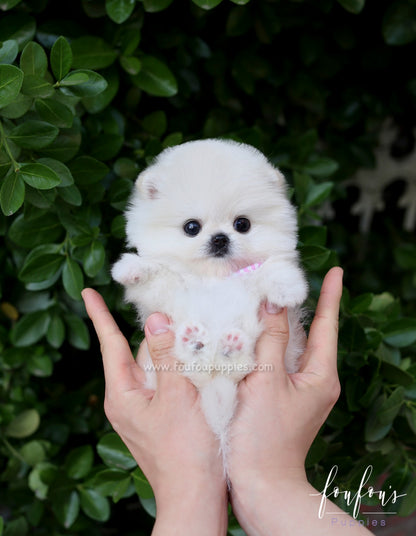 Willow - Pomeranian F.