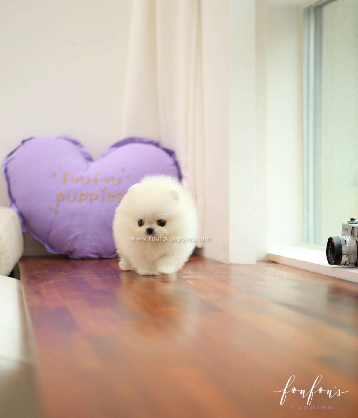 Sugar - Pomeranian F.