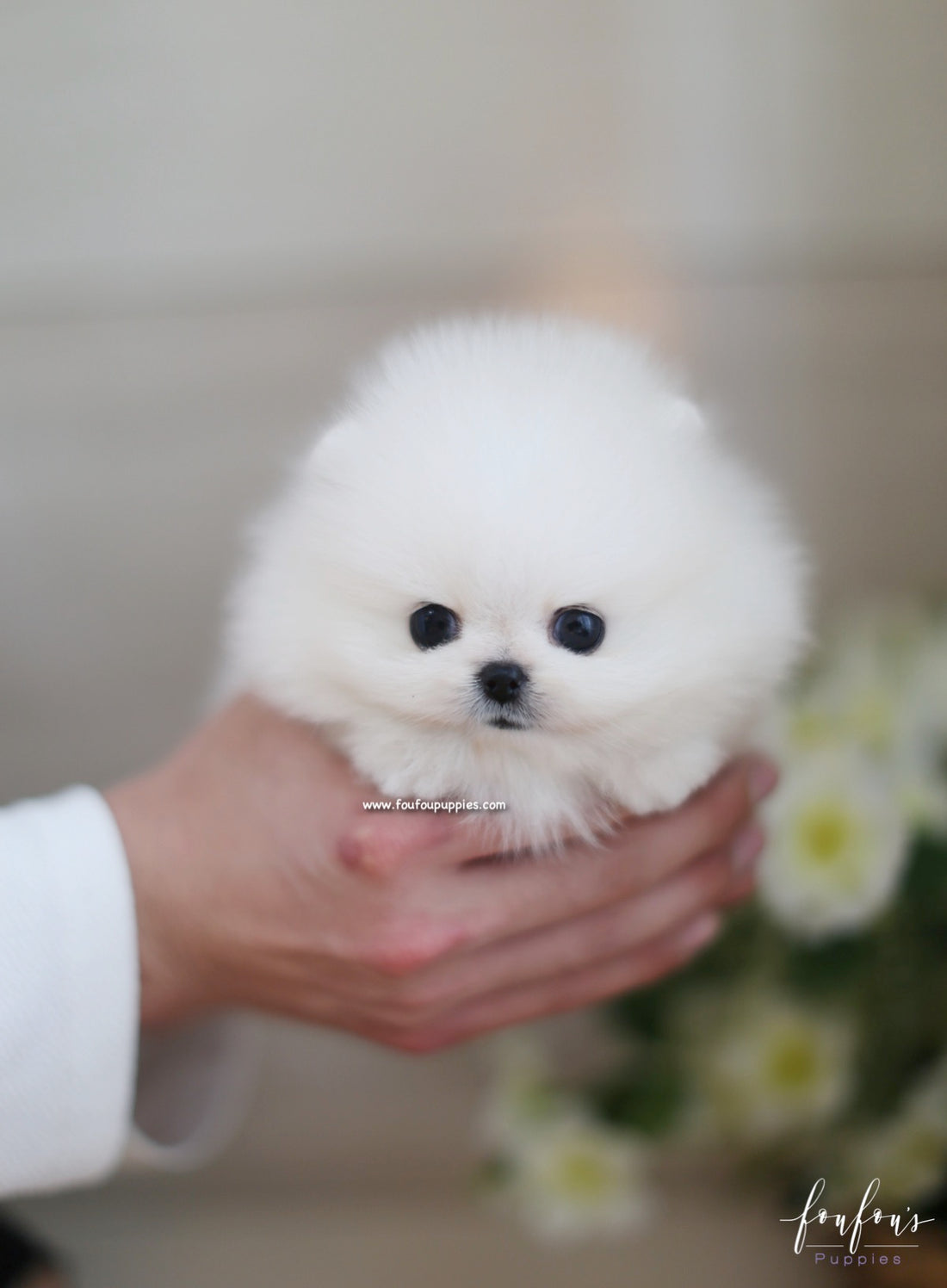 Kai - Pomeranian M.