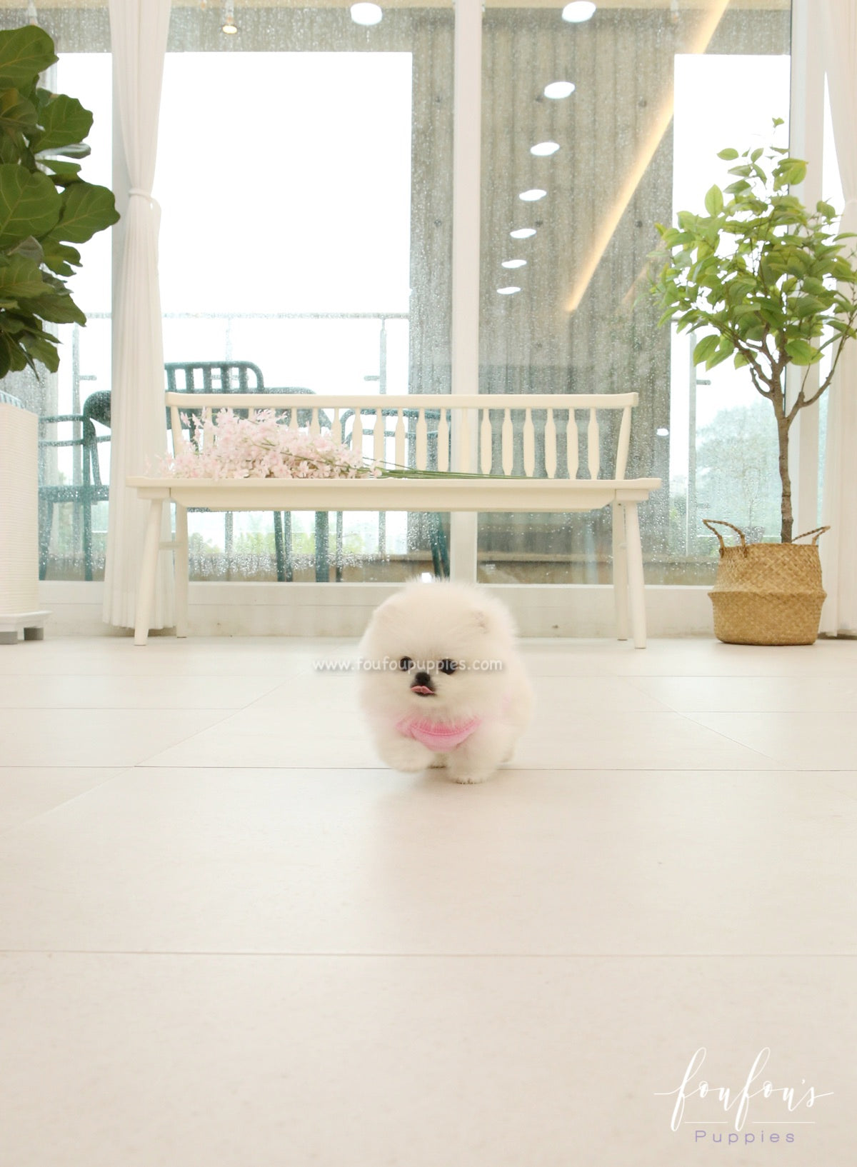 Sugar - Pomeranian F.