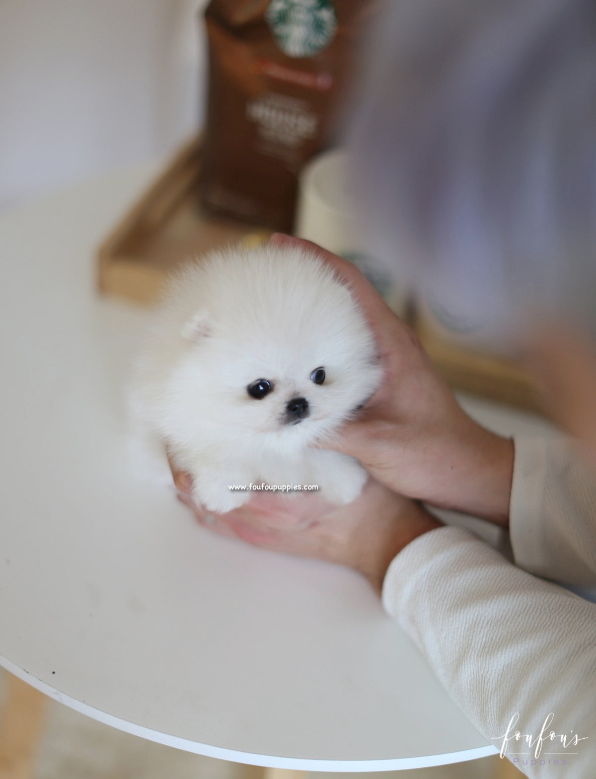 Kai - Pomeranian M.