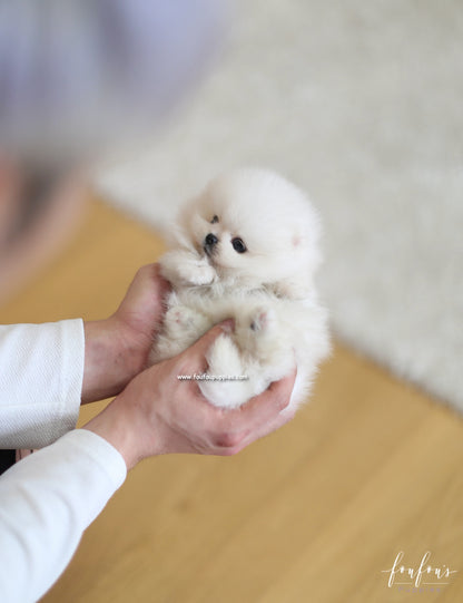 Kai - Pomeranian M.