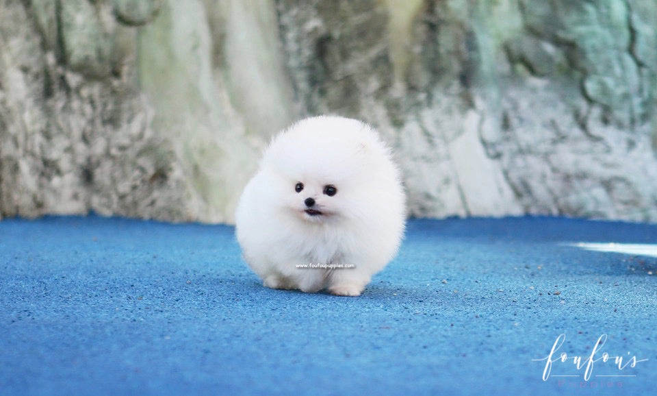 Sweetie - Pomeranian F.