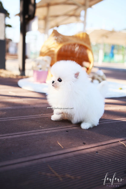 Sweetie - Pomeranian F.