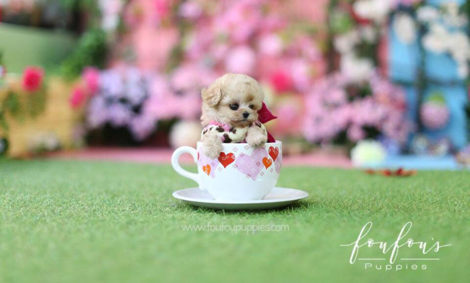 Tinkerbella  - Poodle F.