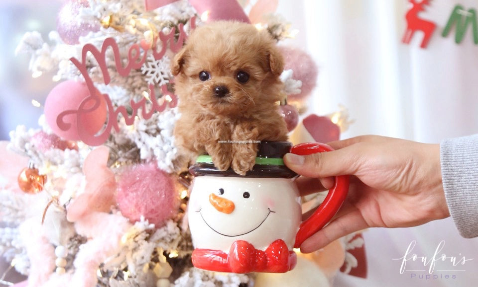 Lola - Poodle F.