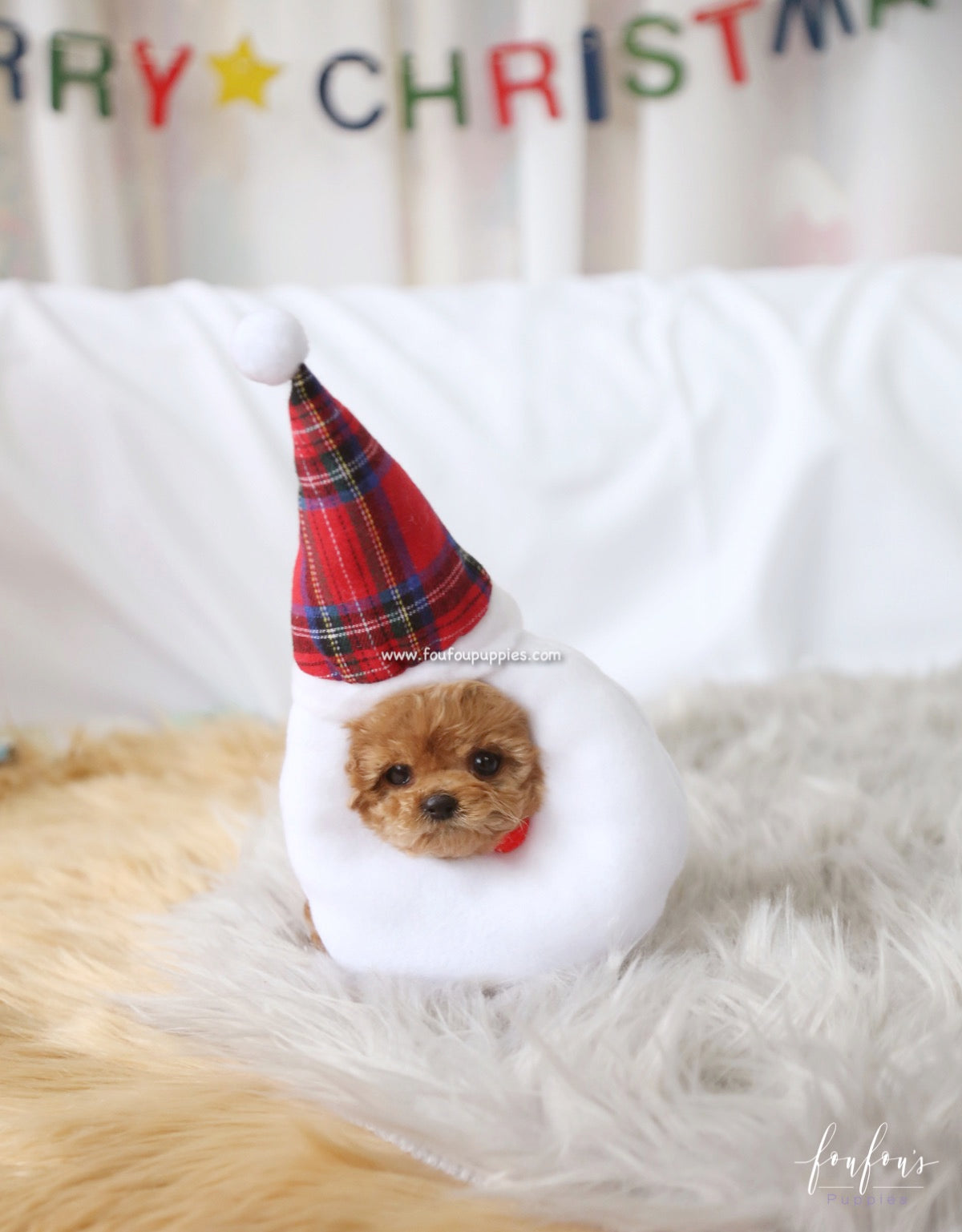 Lola - Poodle F.