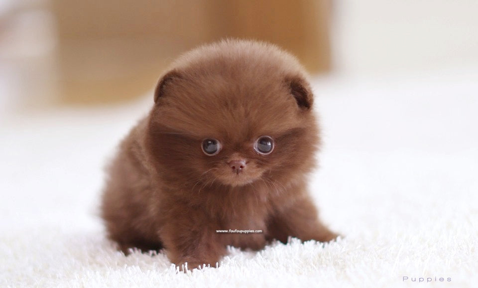 Truffle - Pomeranian M.