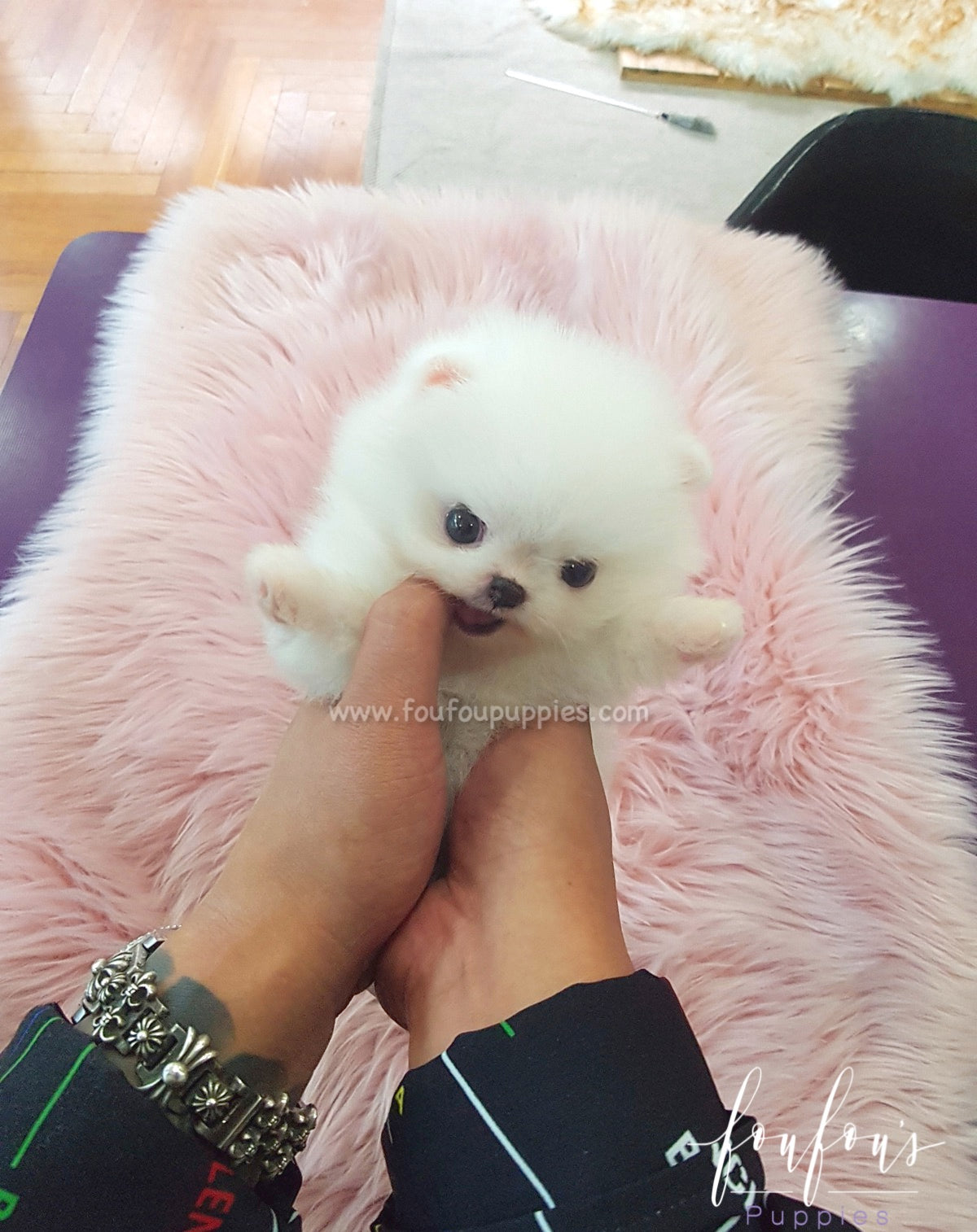 Satin - Pomeranian F.