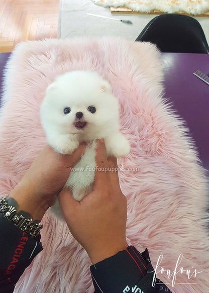 Satin - Pomeranian F.