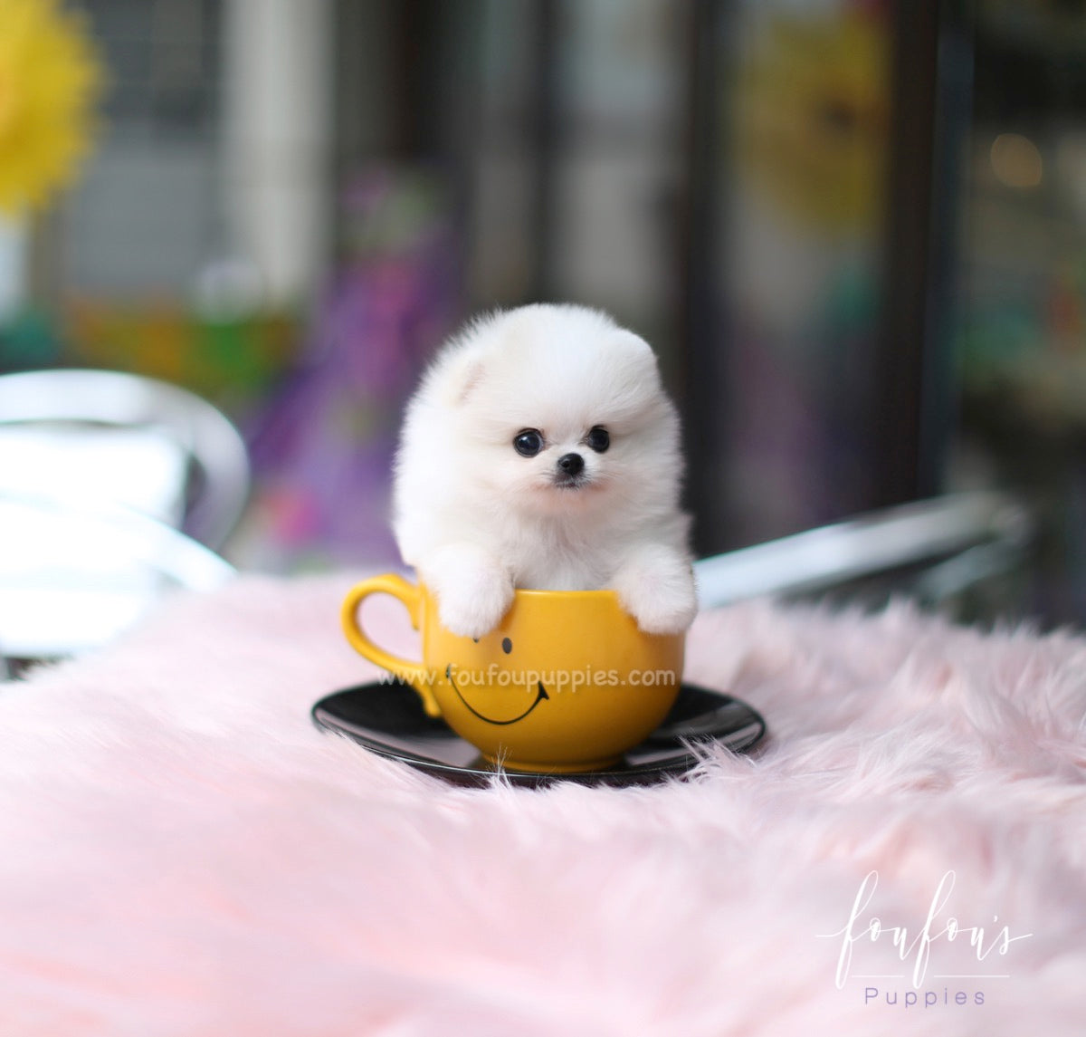 Fluffball - Pomeranian M.