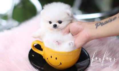 Fluffball - Pomeranian M.