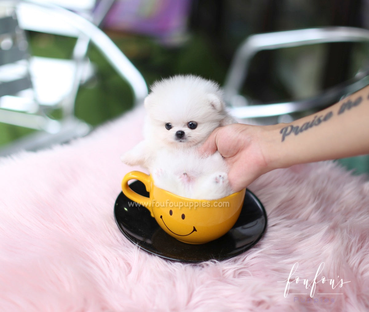 Fluffball - Pomeranian M.