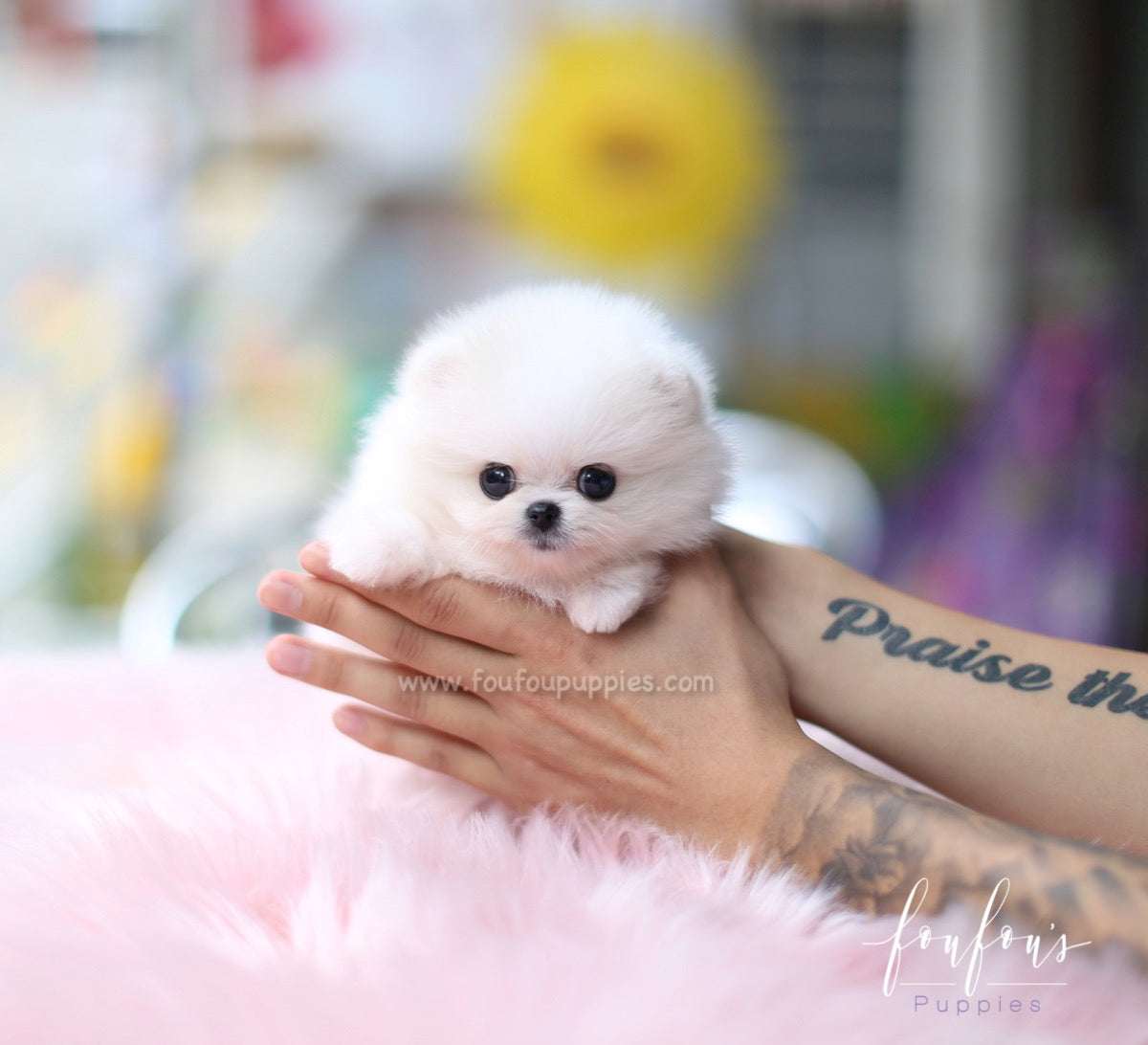 Fluffball - Pomeranian M.