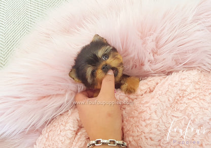 Thumbelina Yorkie – Foufou Puppies