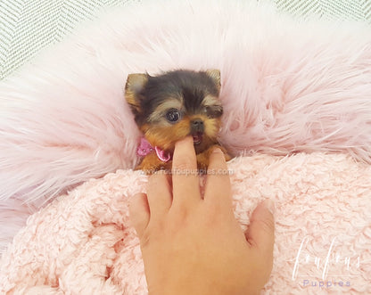 Thumbelina - Yorkie F.