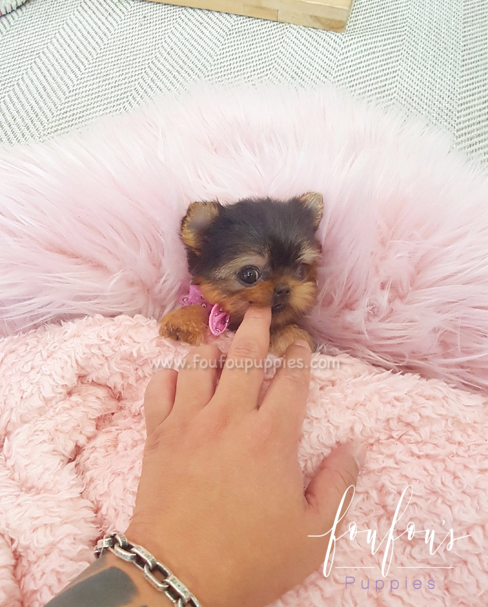 Thumbelina - Yorkie F.