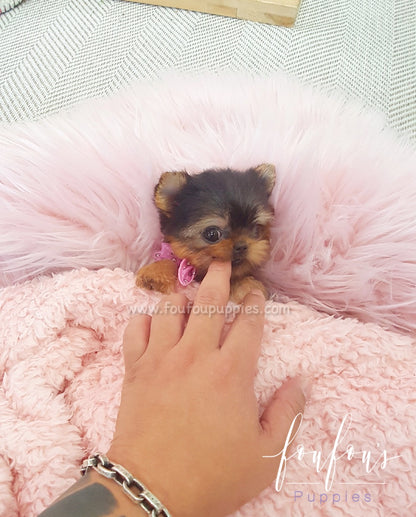 Thumbelina - Yorkie F.