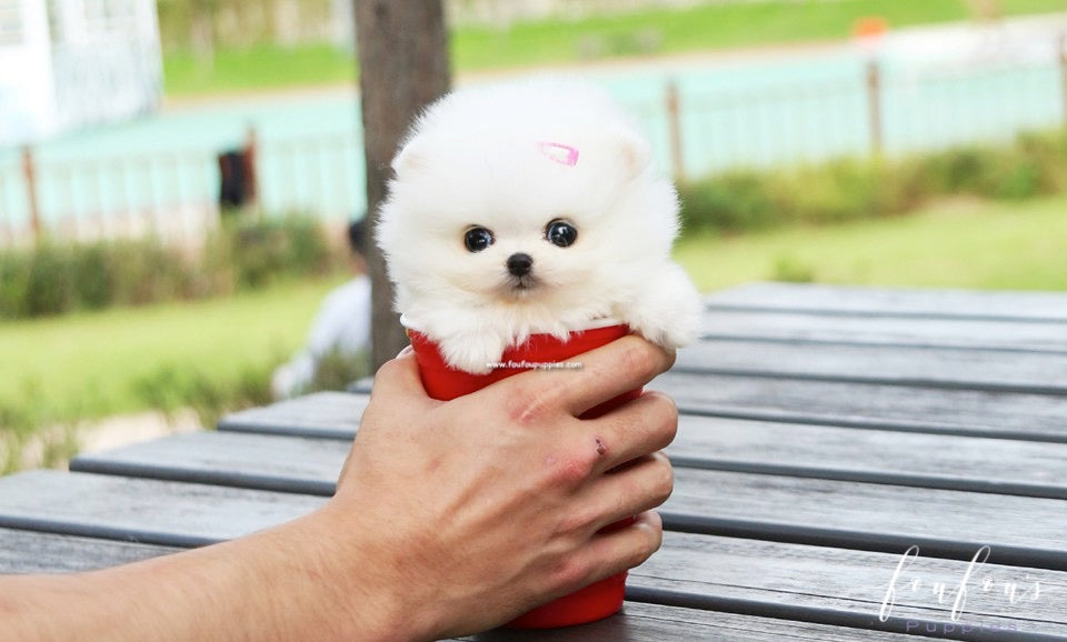 Tinkerbelle - Pomeranian F.